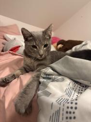 Found/Stray Male Cat last seen Near Old Norcross Rd #108, Duluth, GA 30096, Duluth, GA 30096