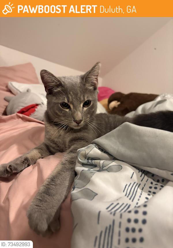 Found/Stray Male Cat last seen Near Old Norcross Rd #108, Duluth, GA 30096, Duluth, GA 30096