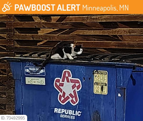 Found/Stray Unknown Cat last seen W 25th and Grand Ave S, Minneapolis, Minneapolis, MN 55405
