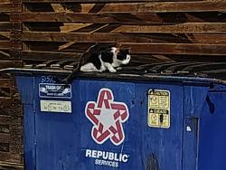 Found/Stray Unknown Cat last seen W 25th and Grand Ave S, Minneapolis, Minneapolis, MN 55405