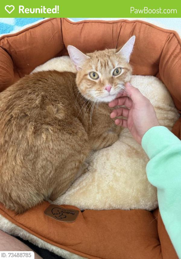 Reunited Male Cat last seen Lafayette and PFC Jacob Wykstra St, Thornton, CO 80241