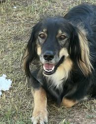 Lost Female Dog last seen 66th street and Exeter Blvd, Scottsdale, AZ 85251