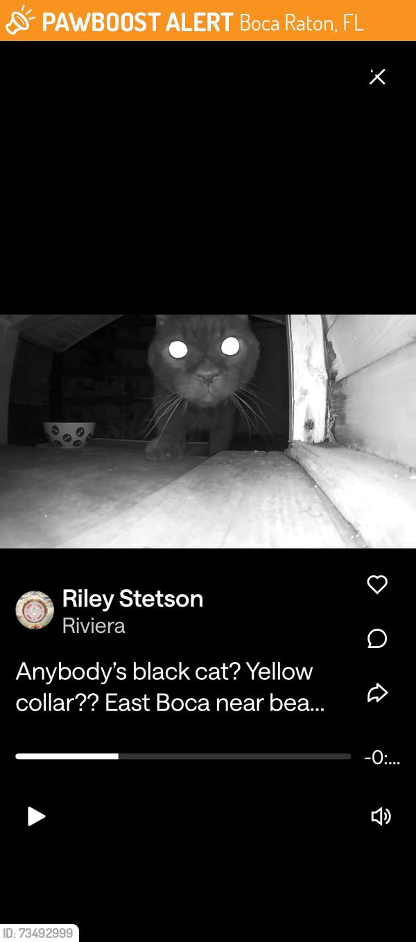 Found/Stray Unknown Cat last seen Palmetto pk rd, Boca Raton, FL 33432