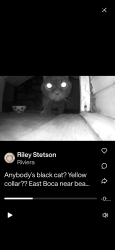 Found/Stray Unknown Cat last seen Palmetto pk rd, Boca Raton, FL 33432