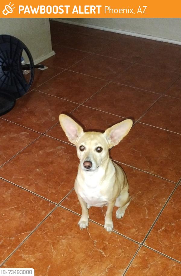 Found/Stray Male Dog last seen Did anyone lose this sweet baby? FEncanto Ave and 38th Ave 85009 (West Cypress Street) in the Maryvale neighborhood of Phoenix, Arizona., Phoenix, AZ 85009