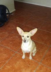 Found/Stray Male Dog last seen Did anyone lose this sweet baby? FEncanto Ave and 38th Ave 85009 (West Cypress Street) in the Maryvale neighborhood of Phoenix, Arizona., Phoenix, AZ 85009