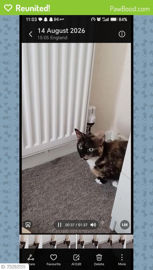 Reunited Female Cat last seen Turves green area, West Midlands, England B31 3ST