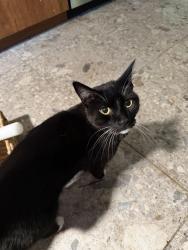 Reunited Male Cat last seen Riverside, Sacramento, CA 95831