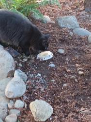 Lost Male Cat last seen Pacific and Ruddle rd by St martins collage, Lacey, WA 98503