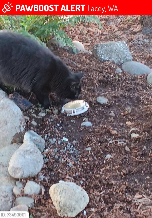 Lost Male Cat last seen Pacific and Ruddle rd by St martins collage, Lacey, WA 98503