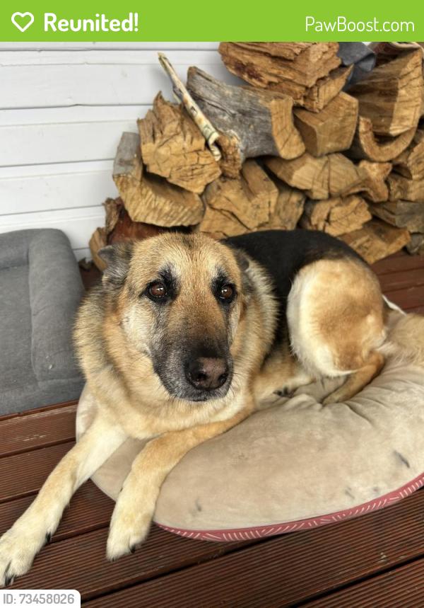 Reunited Female Dog last seen Heritage Forest, Invermay, Invermay, TAS 7248