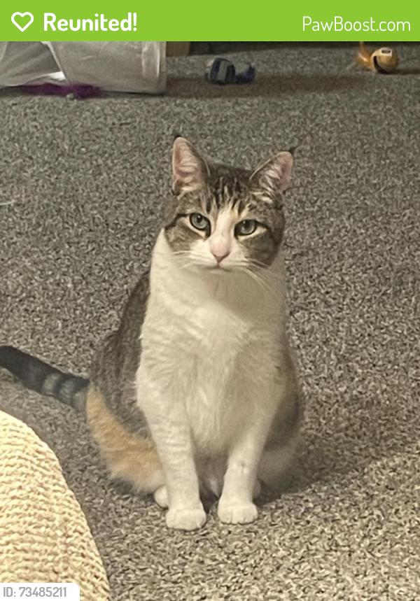 Reunited Female Cat last seen Smallwood Dr and Mimi Lane, Parker Station, Austin, TX 78724