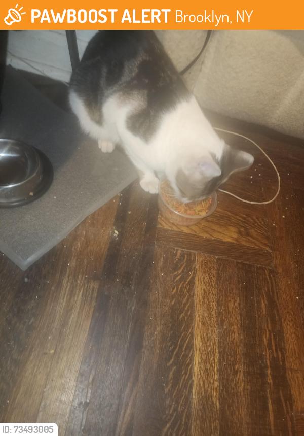 Found/Stray Male Cat last seen Near Albany Ave, Brooklyn, NY 11213
