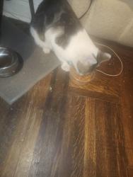 Found/Stray Male Cat last seen Near Albany Ave, Brooklyn, NY 11213