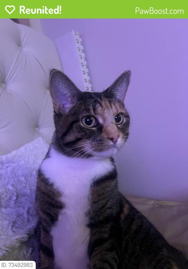 Reunited Female Cat last seen North Oakland Avenue, Milwaukee, WI 53211