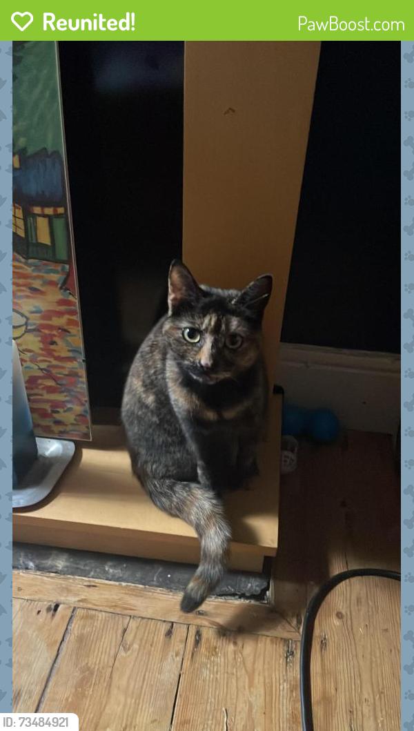 Reunited Female Cat last seen Alleyway behind Wilton Road, Chorlton-cum-Hardy, England M21 9DW