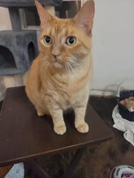Lost Female Cat last seen East Mustang Street, Crowley, Texas 76036, Crowley, TX 76036