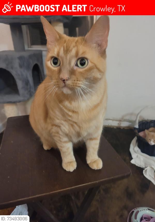 Lost Female Cat last seen East Mustang Street, Crowley, Texas 76036, Crowley, TX 76036