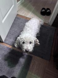 Reunited Female Dog last seen Near City hall/mossdale park area, Lathrop, CA 95330