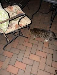 Reunited Unknown Cat last seen Summit and Dewey, Saint Paul, MN 55105
