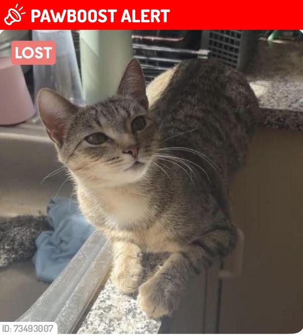 Lost Female Cat last seen oswald street inverell nsw 2360, Glasgow City, Scotland 