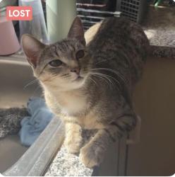 Lost Female Cat last seen oswald street inverell nsw 2360, Glasgow City, Scotland 