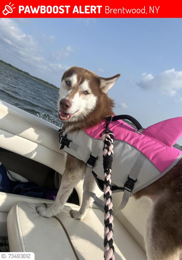Lost Female Dog last seen Spur drive north and broadway, Brentwood, NY 11717