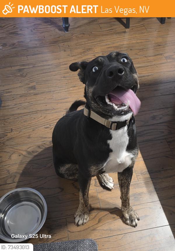 Found/Stray Female Dog last seen Charleston and sloan, Las Vegas, NV 89142