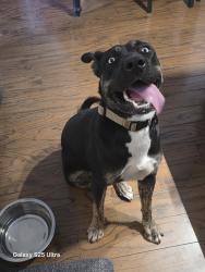 Found/Stray Female Dog last seen Charleston and sloan, Las Vegas, NV 89142