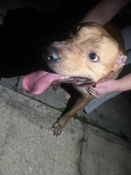 Reunited Male Dog last seen Cabot Dr and Bianca, Palm Bay, FL 32905