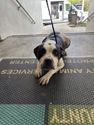 Shelter Stray Female Dog last seen Near BLOCK NW 18TH AVE,, 3599 NW 79th Ave, Doral, FL 33122, USA