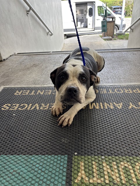 Shelter Stray Female Dog last seen Near BLOCK NW 18TH AVE,, 3599 NW 79th Ave, Doral, FL 33122, USA