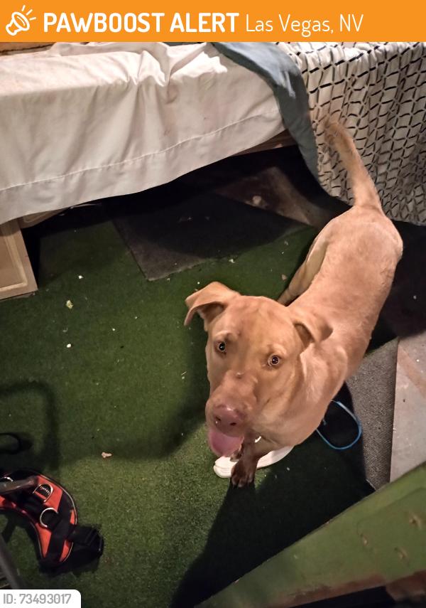 Found/Stray Male Dog last seen Washington and Pecos, Las Vegas, NV 89110