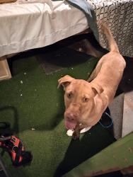 Found/Stray Male Dog last seen Washington and Pecos, Las Vegas, NV 89110