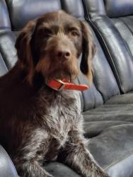 Reunited Male Dog last seen Broadmoore on Cleveland Rd, Clayton, NC 27520