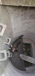 Reunited Female Dog last seen Burghill Road, liverpool, Croxteth, England 