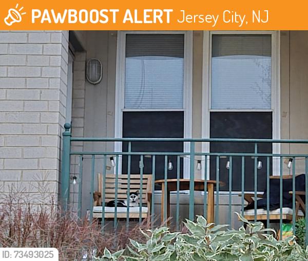 Found/Stray Unknown Cat last seen The marina, Jersey City, NJ 07302