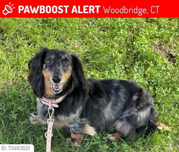 Lost Female Dog last seen Grandview Road and Cedar Rock Road, Woodbridge, CT 06525