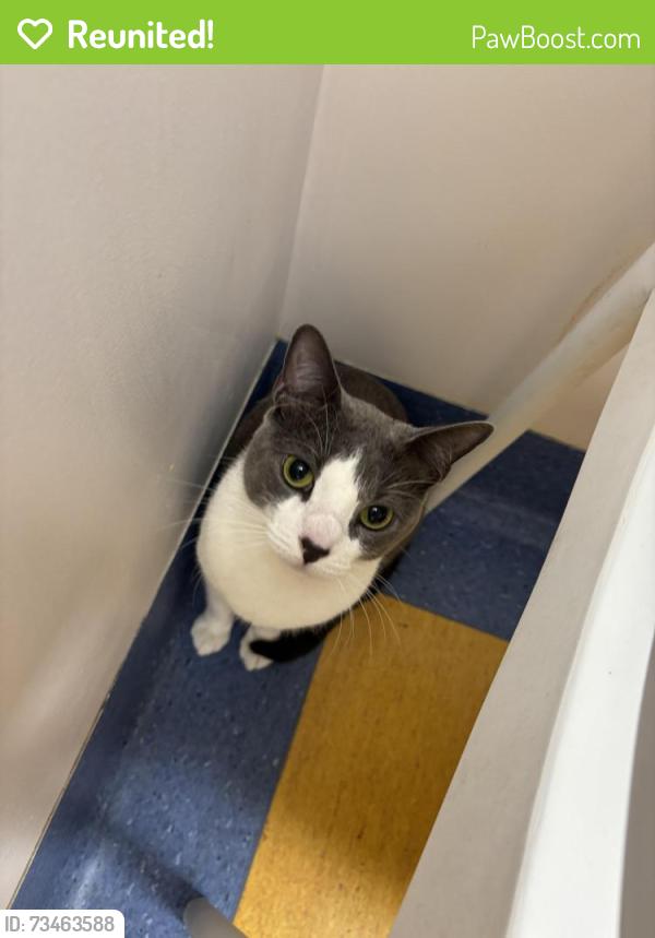Reunited Female Cat last seen Zetland, Zetland, NSW 2017