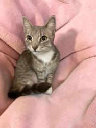 Shelter Stray Female Cat last seen N Midiron Pt, Crystal River, FL, 4030 S Airport Rd, Inverness, FL 34450, USA