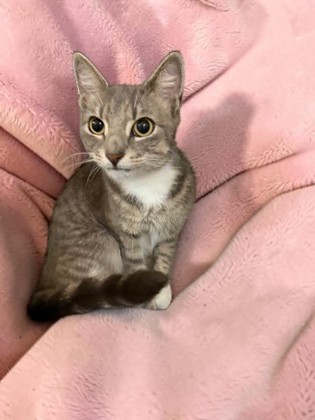 Shelter Stray Female Cat last seen N Midiron Pt, Crystal River, FL, 4030 S Airport Rd, Inverness, FL 34450, USA