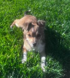 Reunited Female Dog last seen Target, Trinity Parkway Stockton, Ca, Stockton, CA 95219