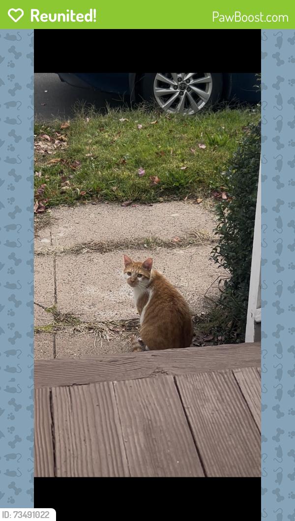 Reunited Male Cat last seen Plant Street, New Haven, CT 06515