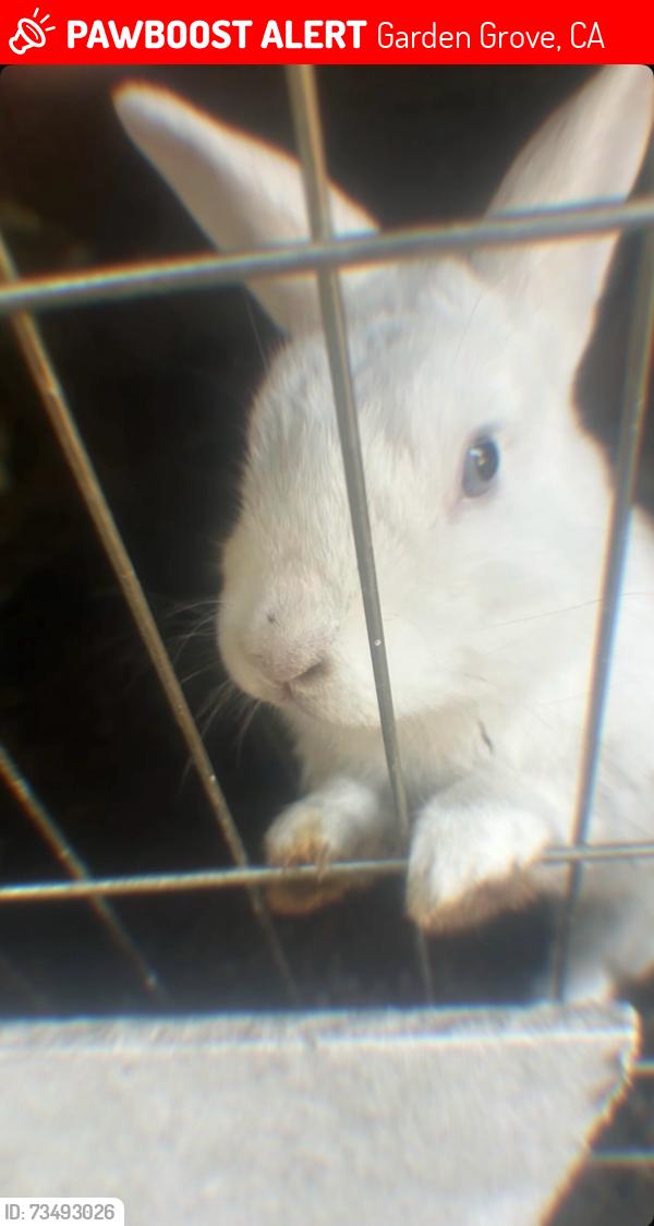 Lost Female Rabbit last seen Lampson Ace, Garden Grove, CA 92840