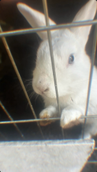 Lost Female Rabbit last seen Lampson Ace, Garden Grove, CA 92840
