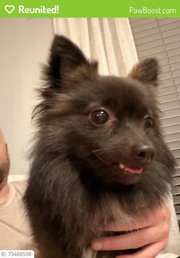 Reunited Male Dog last seen Near 121st Ave N, Largo, FL, USA, Largo, FL 33773