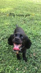 Lost Female Dog last seen Round Oak Court— it’s near the science center., Greensboro, NC 27455