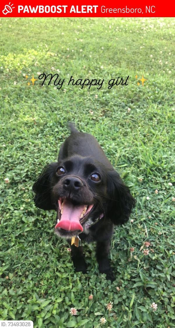 Lost Female Dog last seen Round Oak Court— it’s near the science center., Greensboro, NC 27455