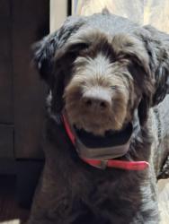 Lost Female Dog last seen Celtal circle, Clayton, NC 27520