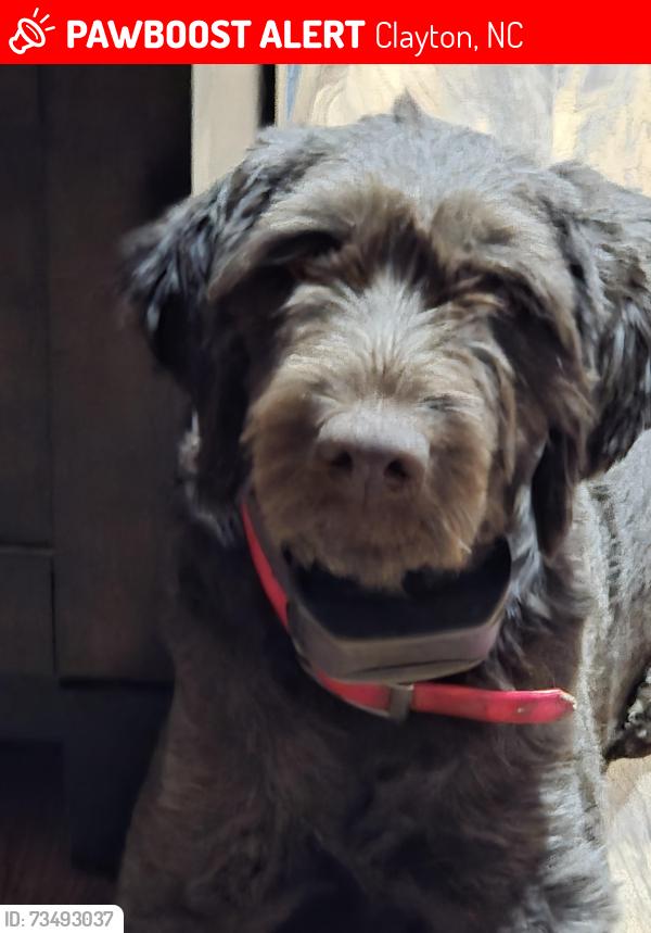 Lost Female Dog last seen Celtal circle, Clayton, NC 27520